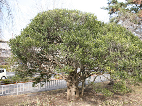 Ilex crenata