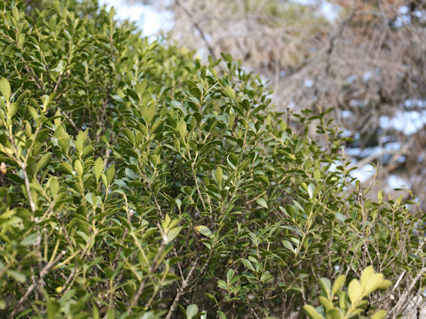 Ilex crenata