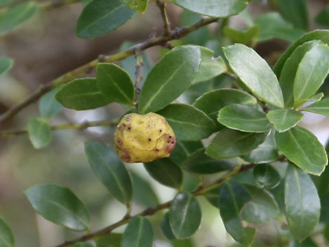 Ilex crenata