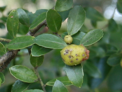 Ilex crenata