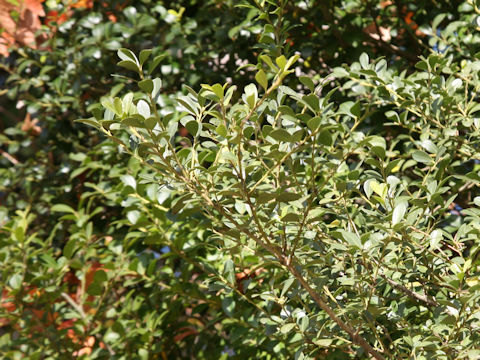 Ilex crenata