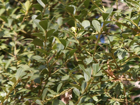 Ilex crenata