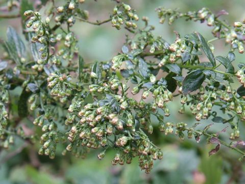 Artemisia keiskeana