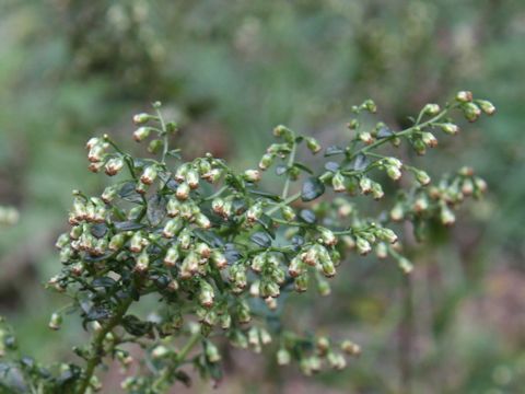 Artemisia keiskeana