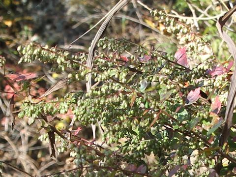 Artemisia keiskeana