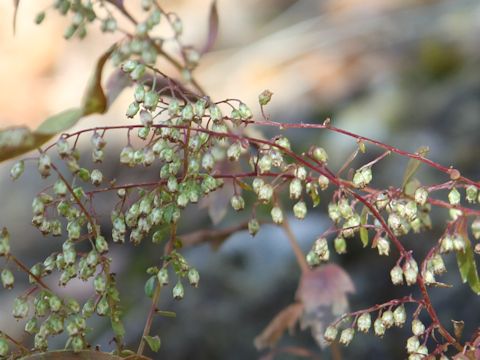 Artemisia keiskeana