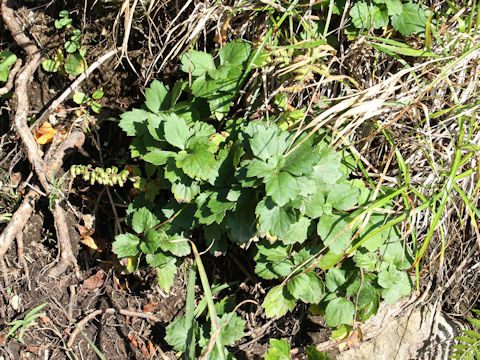 Artemisia keiskeana