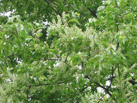 Prunus buergeriana