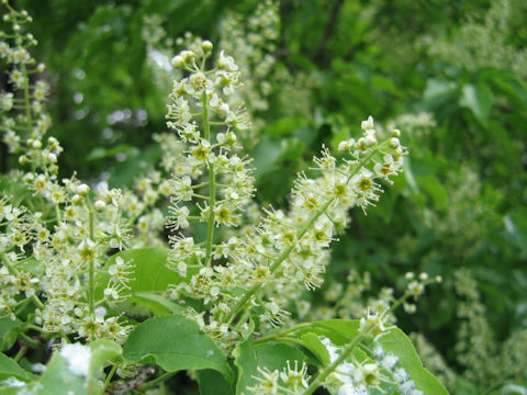 Prunus buergeriana