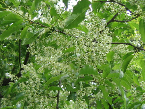 Prunus buergeriana