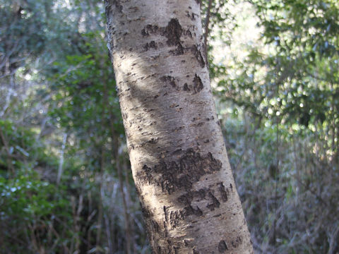 Prunus buergeriana