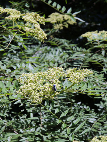 Zanthoxylum schinifolium