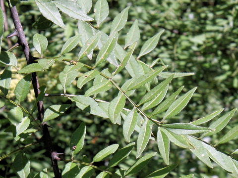 Zanthoxylum schinifolium