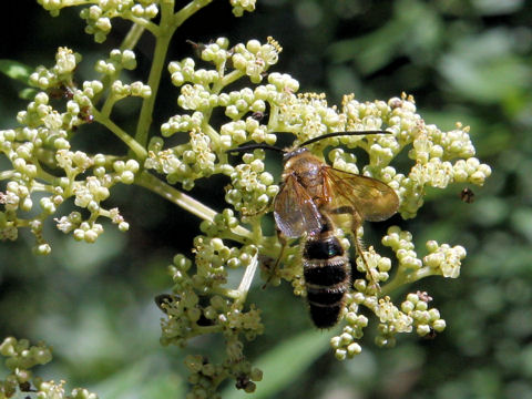 Zanthoxylum schinifolium