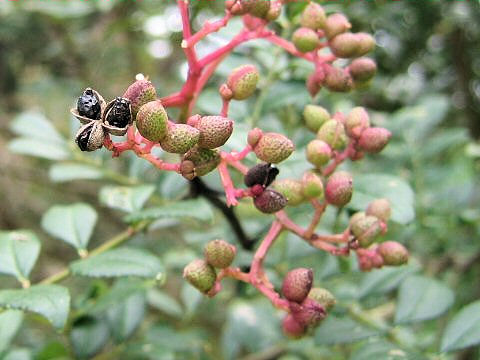 Zanthoxylum schinifolium