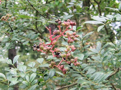 Zanthoxylum schinifolium