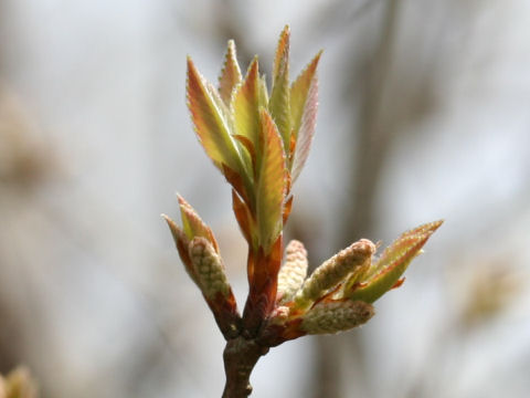 Zanthoxylum schinifolium