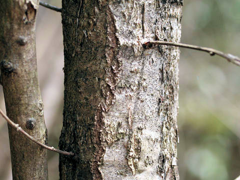 Zanthoxylum schinifolium