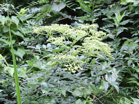 Zanthoxylum schinifolium