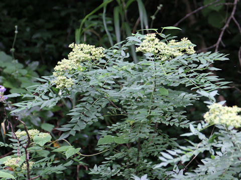 Zanthoxylum schinifolium