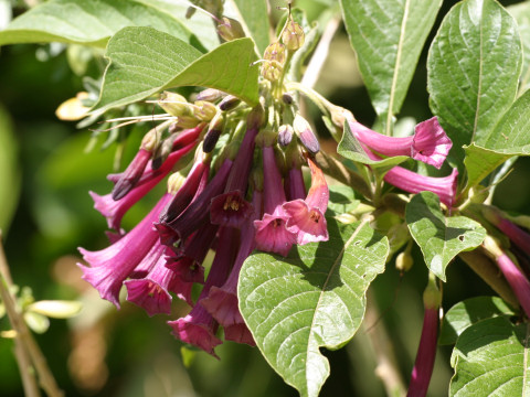 Iochroma cyaneum