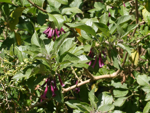 Iochroma cyaneum