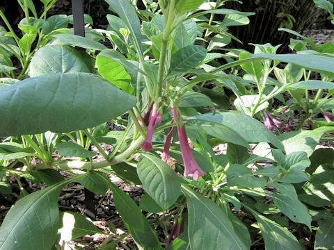 Iochroma cyaneum cv. Sapphire Showers