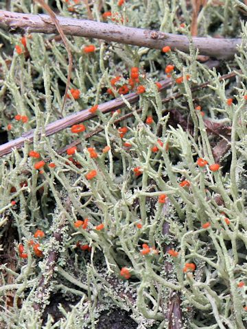 Cladonia vulcani