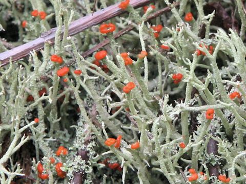 Cladonia vulcani