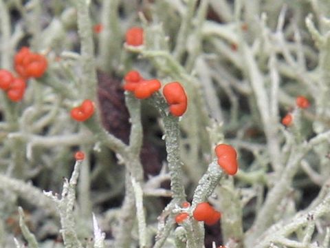 Cladonia vulcani