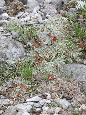 Cladonia vulcani