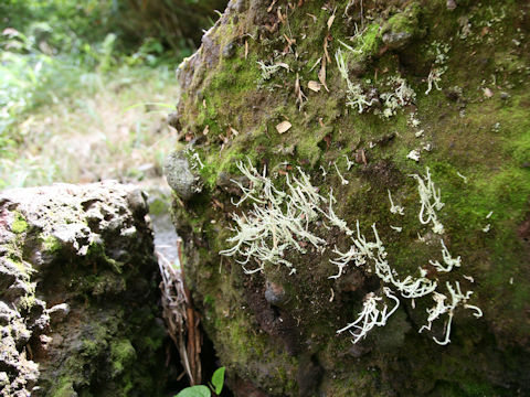 Cladonia vulcani