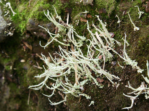 Cladonia vulcani