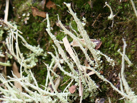 Cladonia vulcani