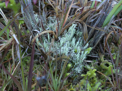 Cladonia vulcani
