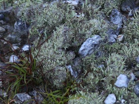 Cladonia vulcani