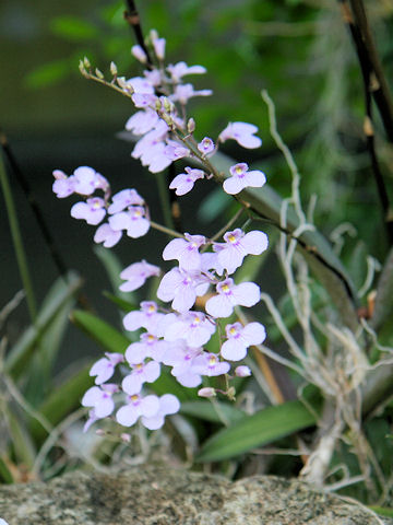 Ionopsis gigantea