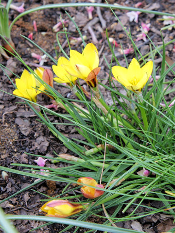 Ipheion sellowianum