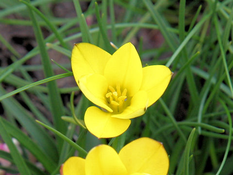 Ipheion sellowianum