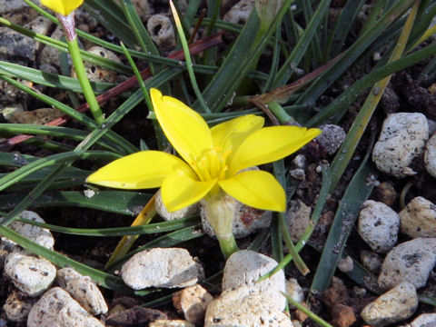 Ipheion sellowianum