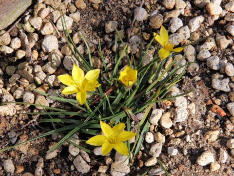 Ipheion sellowianum