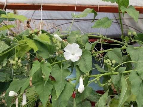 Ipomoea carnea ssp. fistulosa