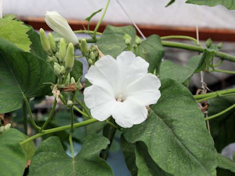 Ipomoea carnea ssp. fistulosa