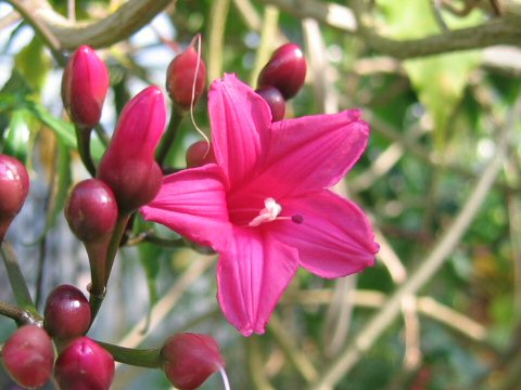 Ipomoea horsfalliae