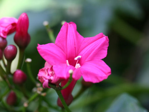 Ipomoea horsfalliae