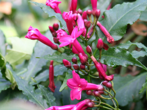 Ipomoea horsfalliae