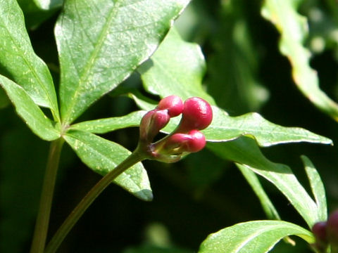 Ipomoea horsfalliae