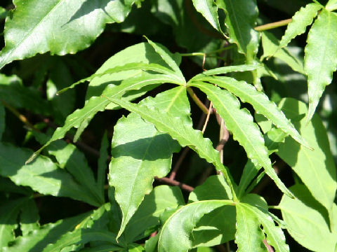 Ipomoea horsfalliae