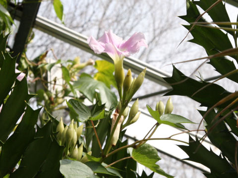 Ipomoea lambii