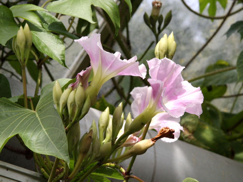 Ipomoea lambii